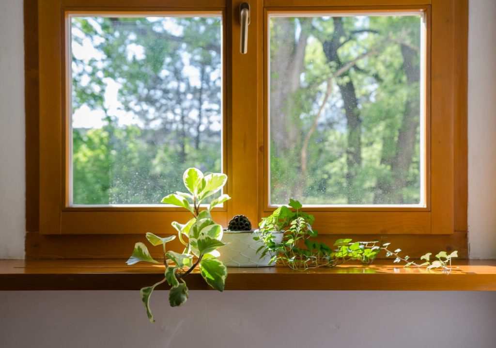 Fenêtre en bois avec plante décorative